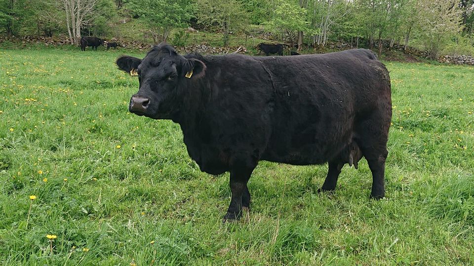 Cirka 6 år på bilden